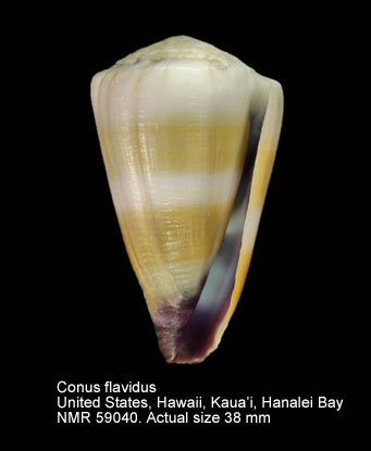 Conus flavidus (2).jpg - Conus flavidusLamarck,1810